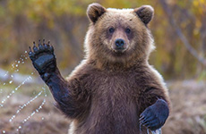 Антивирус Grizzly